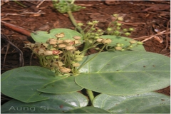 Tylophora rotundifolia